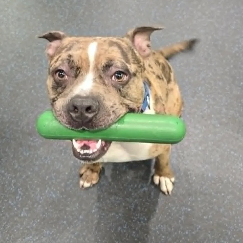 A young large-sized male Brindle Pit Bull Terrier dog named Deuce for adoption in Watertown, WI