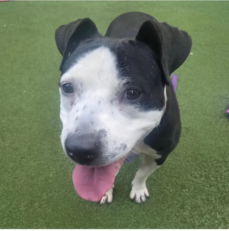 An adult large-sized female Tricolor (Brown, Black, & White) Mixed Breed dog named Capri for adoption in New York, NY