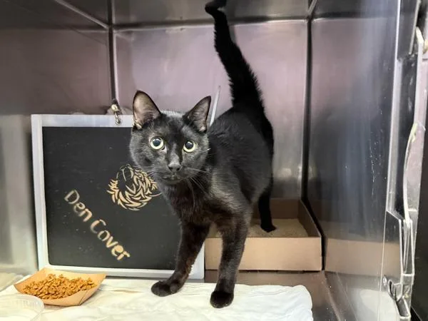An adult medium-sized male Domestic Short Hair cat named Grant for adoption in New York, NY