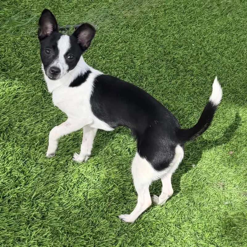 A young small-sized female Black Chihuahua dog named Buffy for adoption in Las Vegas, NV