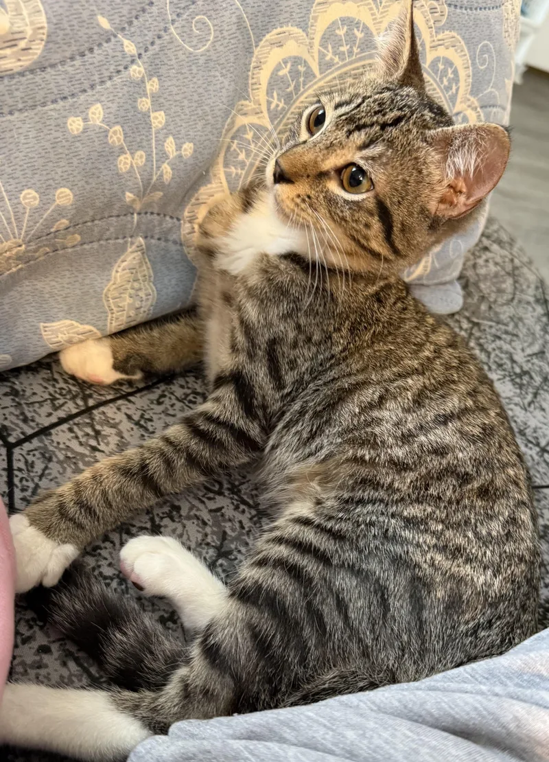 A baby small-sized male Tabby (Brown / Chocolate) Domestic Short Hair cat named Derrick for adoption in Orange, CA