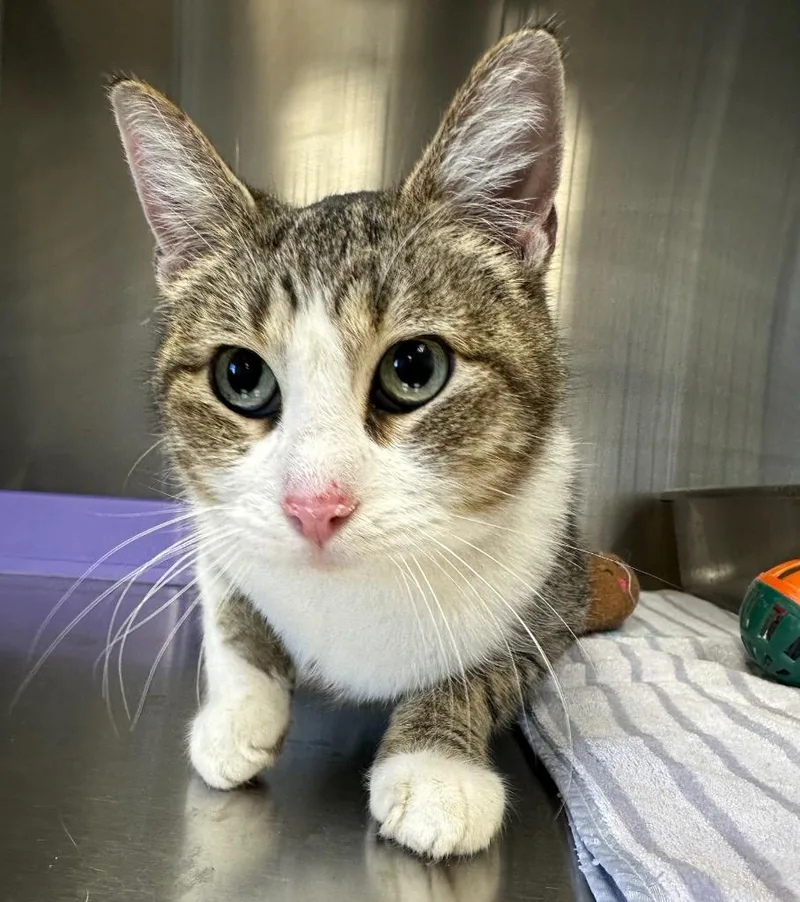 An adult medium-sized female Domestic Short Hair cat named Mia for adoption in Jonesboro, AR