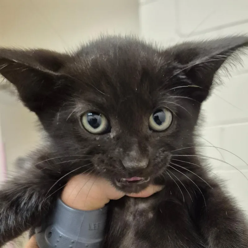 A baby small-sized male Black Domestic Short Hair cat named Oak for adoption in Lake Panasoffkee, FL