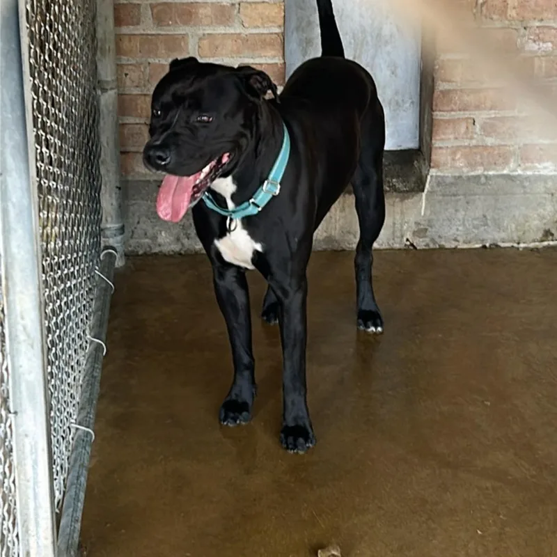 An adult large-sized male Black Pit Bull Terrier dog named Cody for adoption in Northbrook, IL