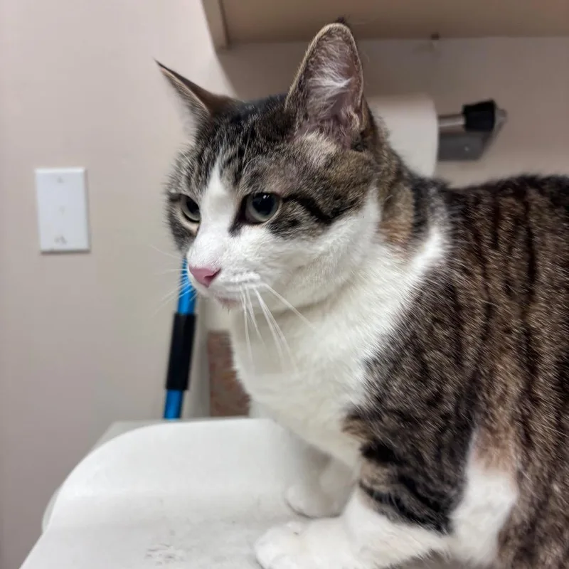 An adult large-sized female Brown / Chocolate Domestic Short Hair cat named Corbyn for adoption in Santa Barbara, CA