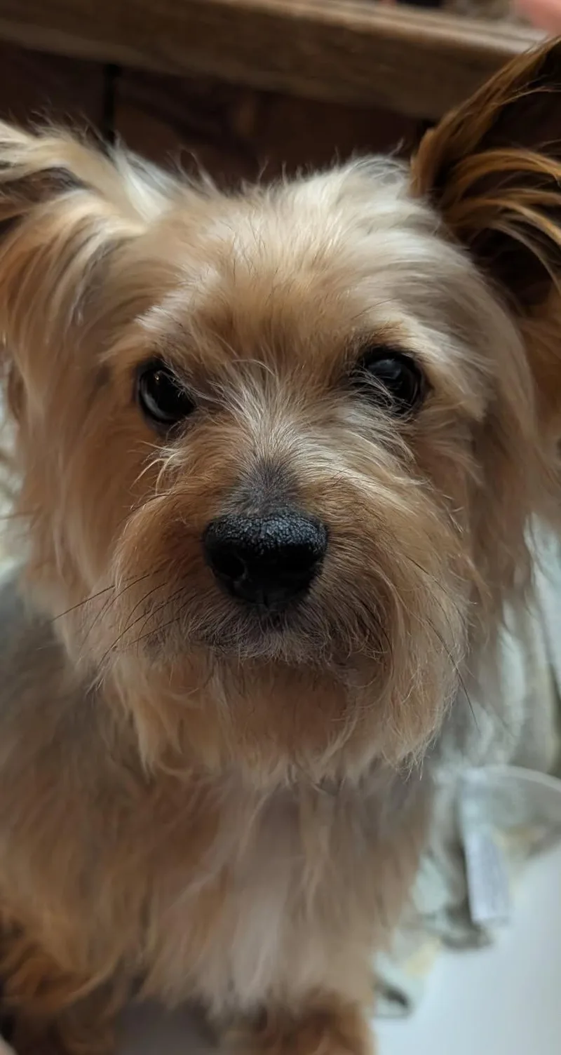 Ziggy Stardust thumbnail 3