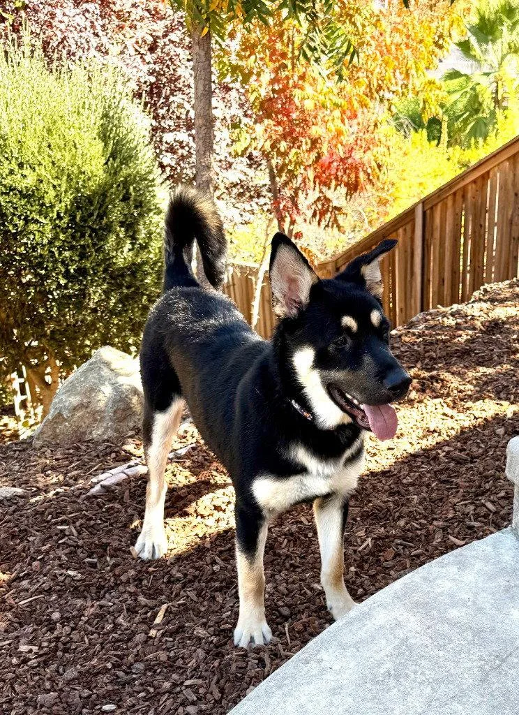 A young large-sized male German Shepherd Dog dog named Tobago for adoption in Modesto, CA