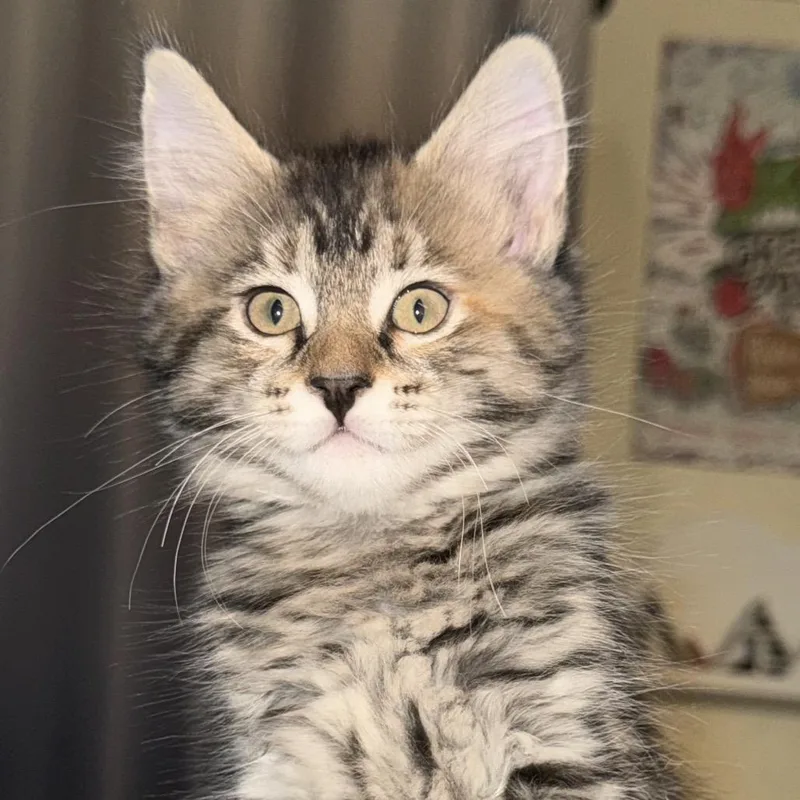 A baby small-sized female Torbie Domestic Medium Hair cat named Balsamic for adoption in Tustin, CA