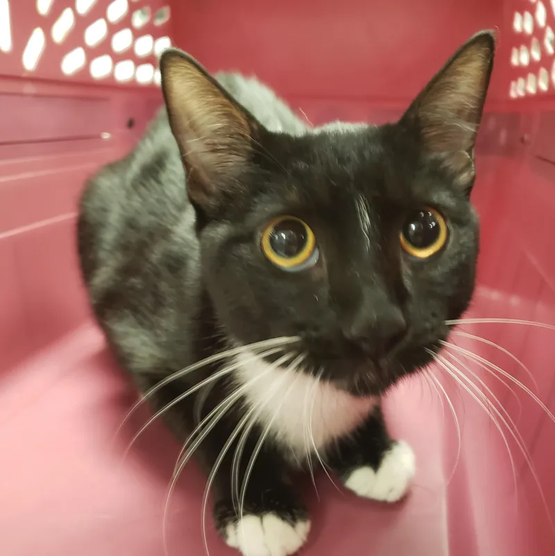 A young medium-sized female Domestic Short Hair cat named Peony for adoption in Allen, TX