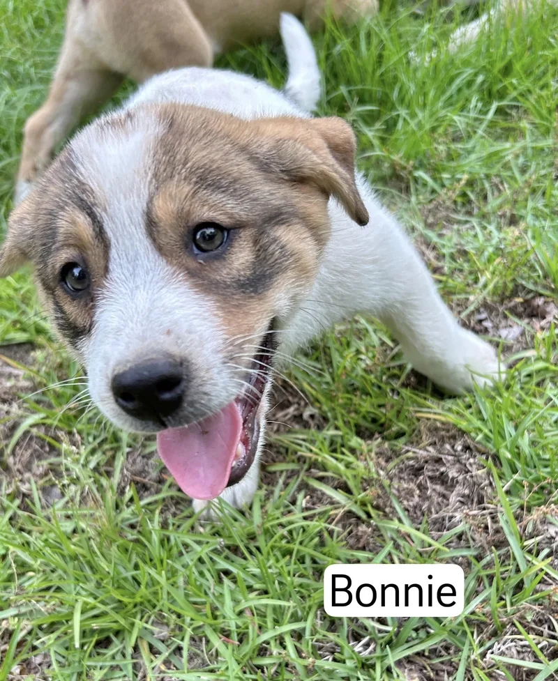 Bonnie