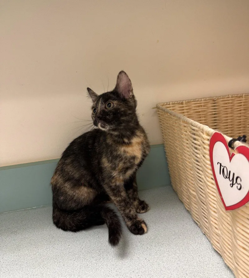 A baby medium-sized female Domestic Short Hair cat named Kyrie for adoption in Walled Lake, MI