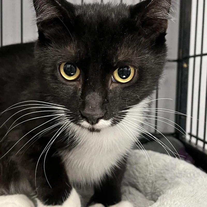 A baby medium-sized male Black & White / Tuxedo Domestic Short Hair cat named Rambler for adoption in Johnston, RI