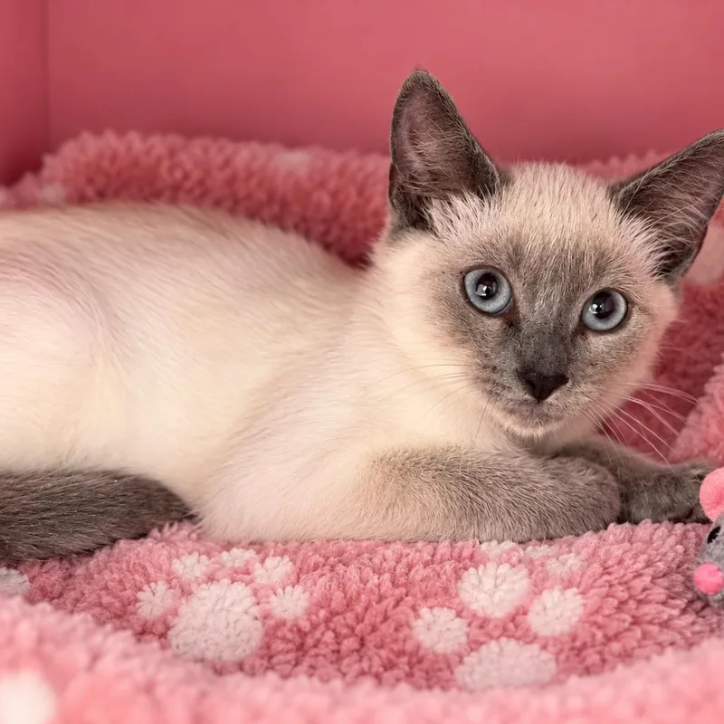A baby small-sized female Siamese cat named Si for adoption in Howard beach, NY