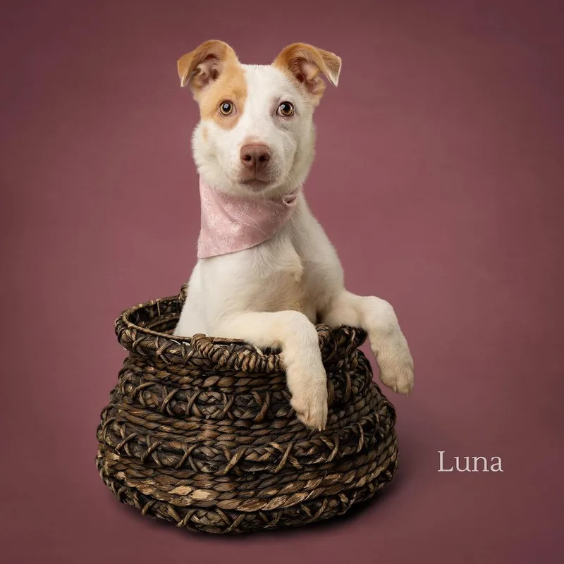 A baby small-sized female White / Cream Australian Cattle Dog / Blue Heeler dog named Luna for adoption in Ada, OK