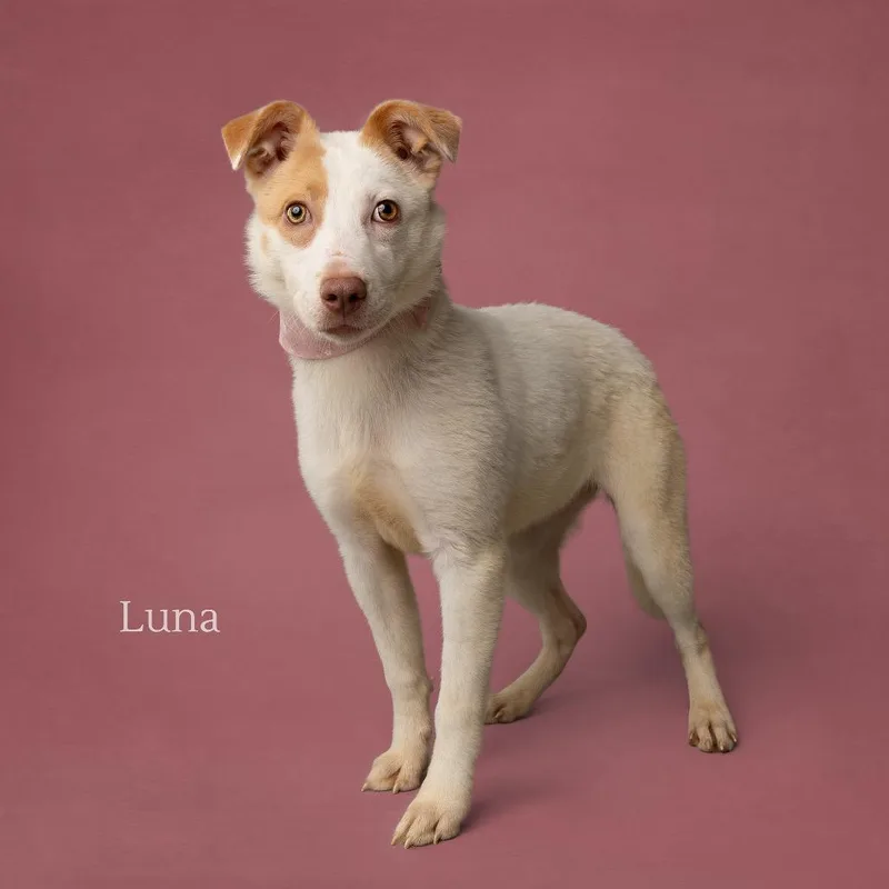 Luna thumbnail 2
