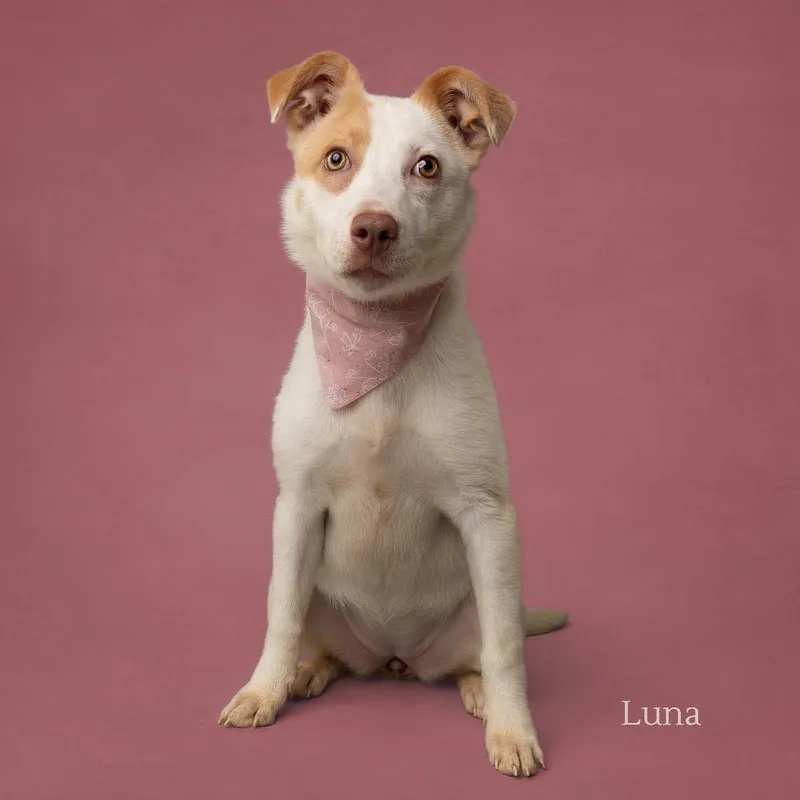 Luna thumbnail 3