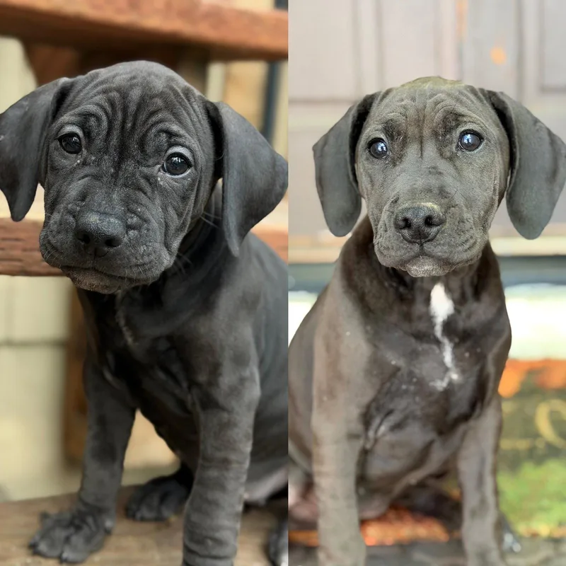 A baby large-sized female Pit Bull Terrier dog named Dahlia for adoption in Roseville, CA