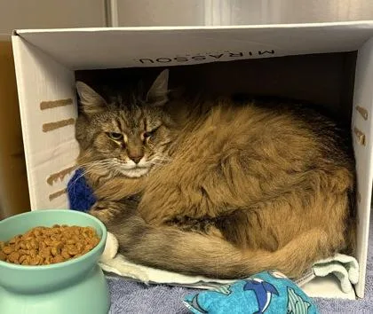 A senior medium-sized female Domestic Long Hair cat named Amber for adoption in West Chester, PA