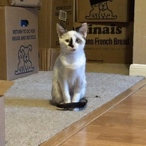 A baby medium-sized female Buff & White Siamese cat named Sable for adoption in Houston, TX