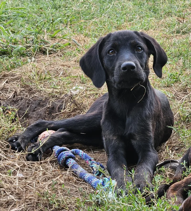 A baby small-sized male Plott Hound dog named Onyx for adoption in TULSA, OK