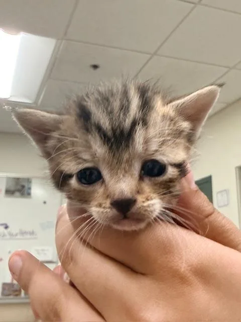A baby small-sized female Domestic Short Hair cat named Onyx for adoption in Santa Maria, CA
