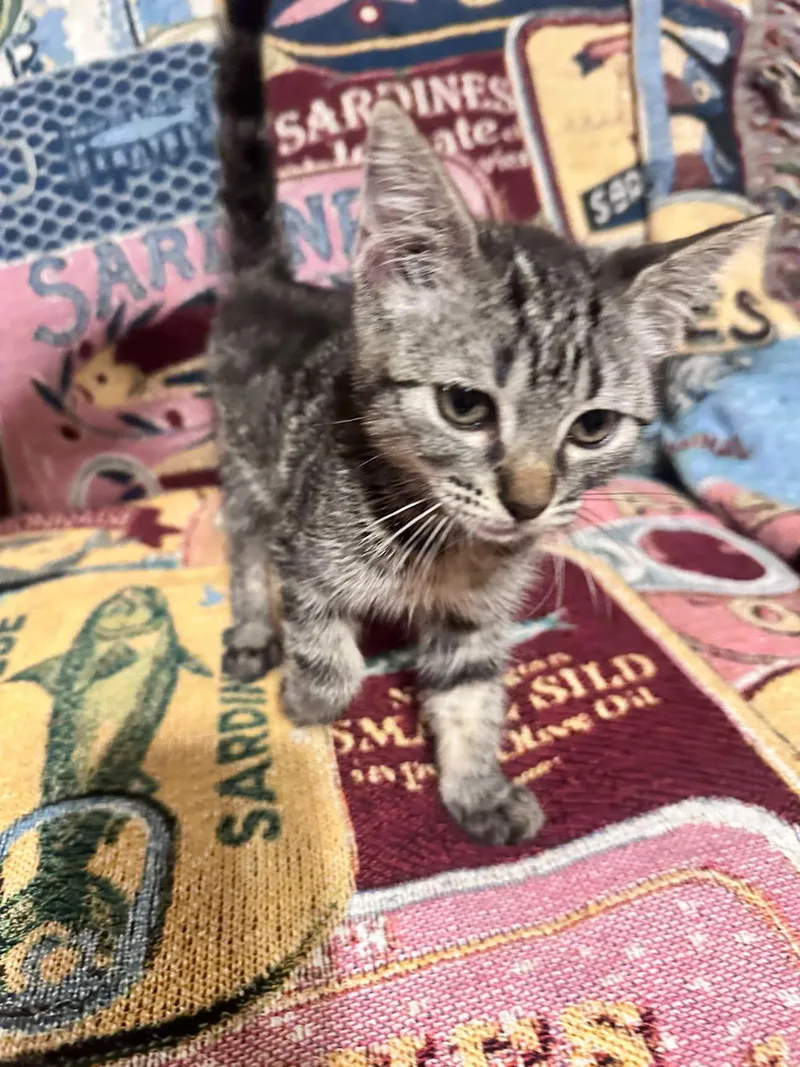 A baby medium-sized female Tabby (Brown / Chocolate) Domestic Short Hair cat named Mono for adoption in Fresno, CA