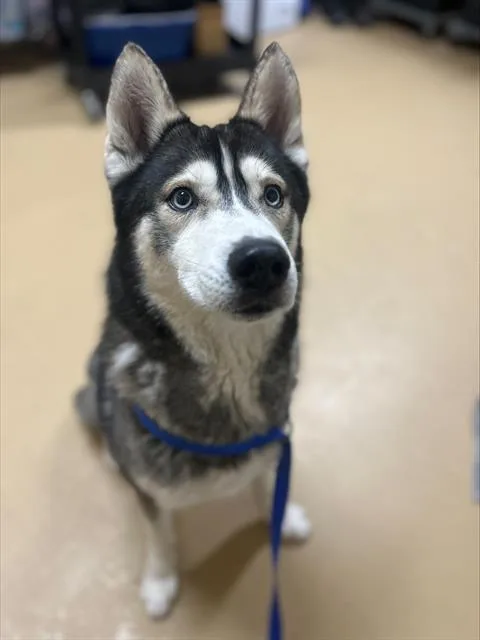 A young large-sized male Siberian Husky dog named Kodiak for adoption in Chula Vista, CA