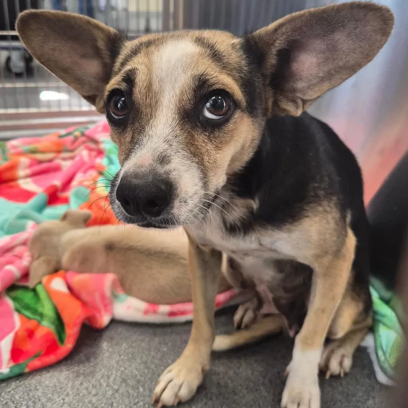 An adult small-sized female Chihuahua dog named Chanel for adoption in Montgomery, AL