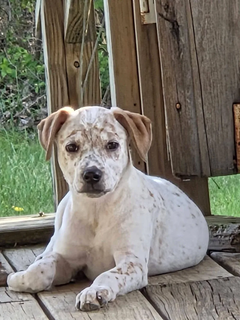 A young medium-sized female Australian Cattle Dog / Blue Heeler dog named Kimber for adoption in Columbus, IN