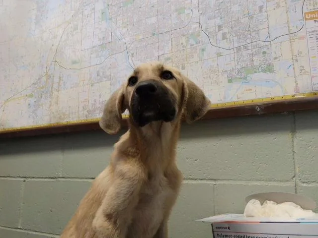 A young small-sized female German Shepherd Dog dog named Hope for adoption in Tulsa, OK