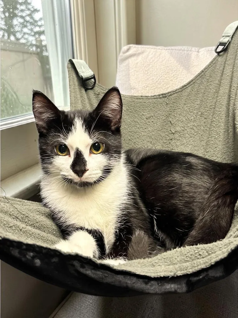 A baby medium-sized male Black & White / Tuxedo Domestic Short Hair cat named Roomba for adoption in Champaign, IL