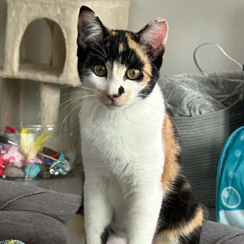 A young small-sized female Domestic Short Hair cat named Motor for adoption in Houston, TX