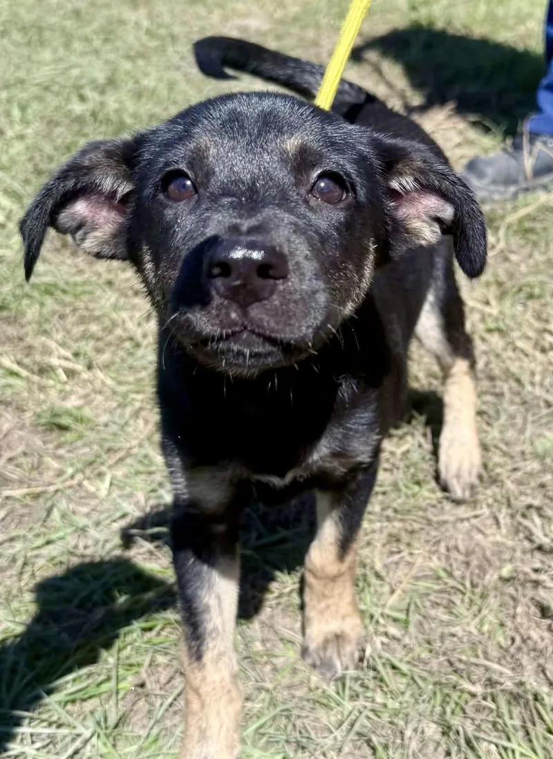 A baby medium-sized female Black German Shepherd Dog dog named Shadow for adoption in Jacksonville, FL