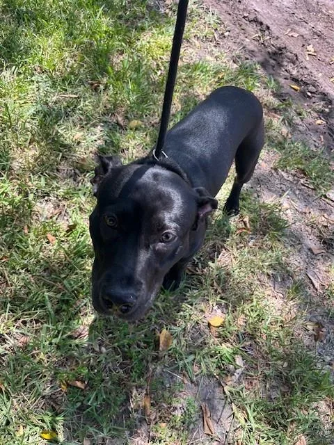 A young medium-sized male Terrier dog named Bruce for adoption in Miami, FL