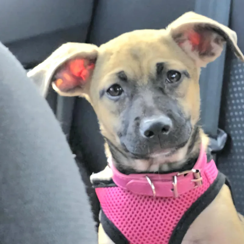 Zaphira "miss Cutie Pie!"