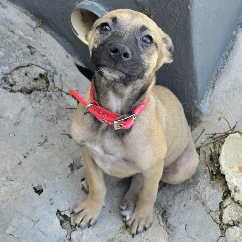 Zaphira "miss Cutie Pie!" thumbnail 2