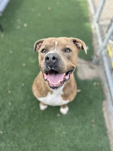 An adult large-sized male Pit Bull Terrier dog named Bob for adoption in Chula Vista, CA