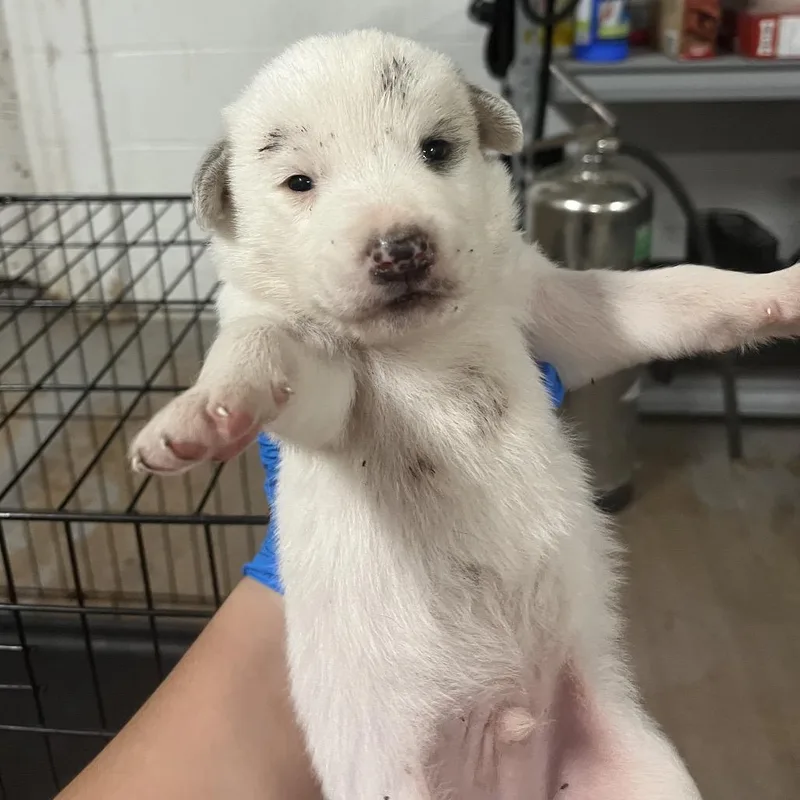 A baby medium-sized male White / Cream Spitz dog named Prince for adoption in Edinburg, TX