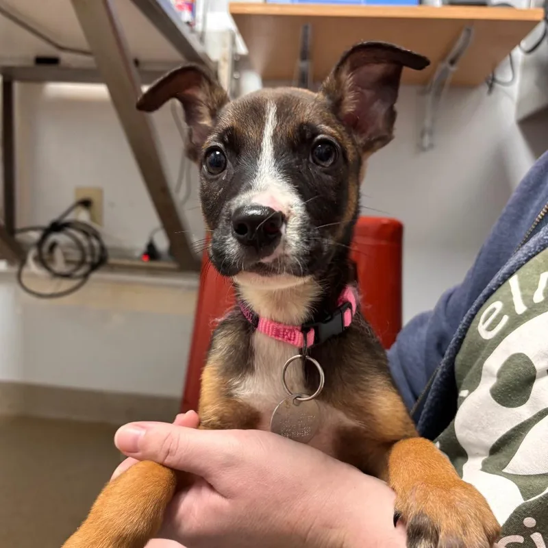 A baby small-sized male Brown / Chocolate Mixed Breed dog named Arwen for adoption in Brookfield, WI