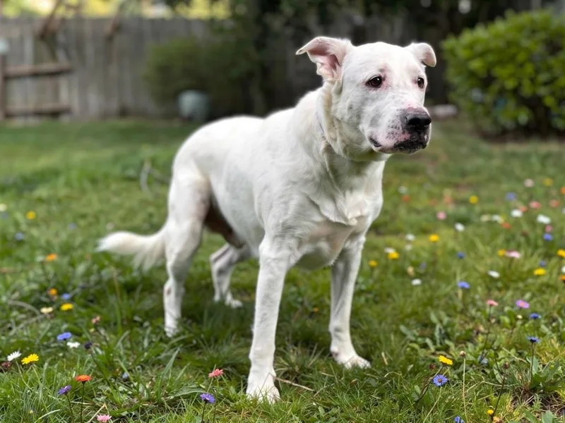 An adult large-sized male Labrador Retriever dog named Ghost for adoption in Sebastian, FL