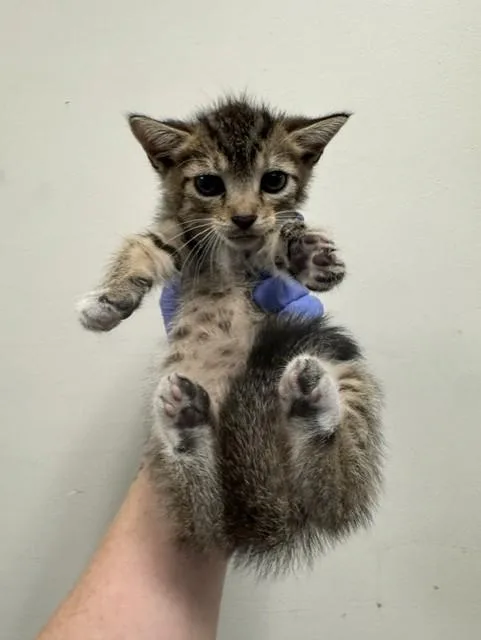 A baby small-sized female Domestic Short Hair cat named Tuti for adoption in Miami, FL