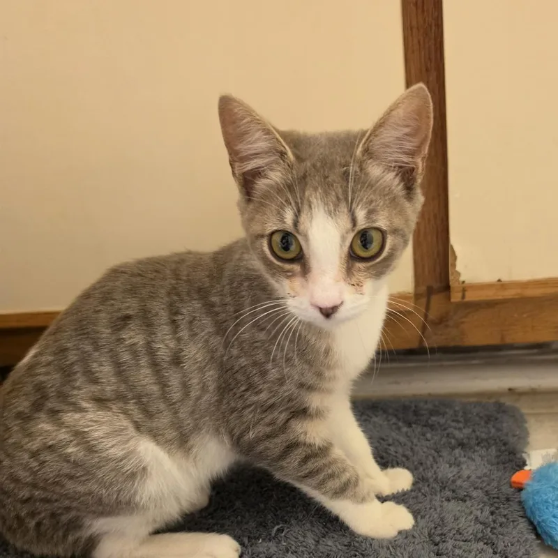 A baby small-sized male Buff / Tan / Fawn Domestic Short Hair cat named Bird for adoption in Greensboro, NC