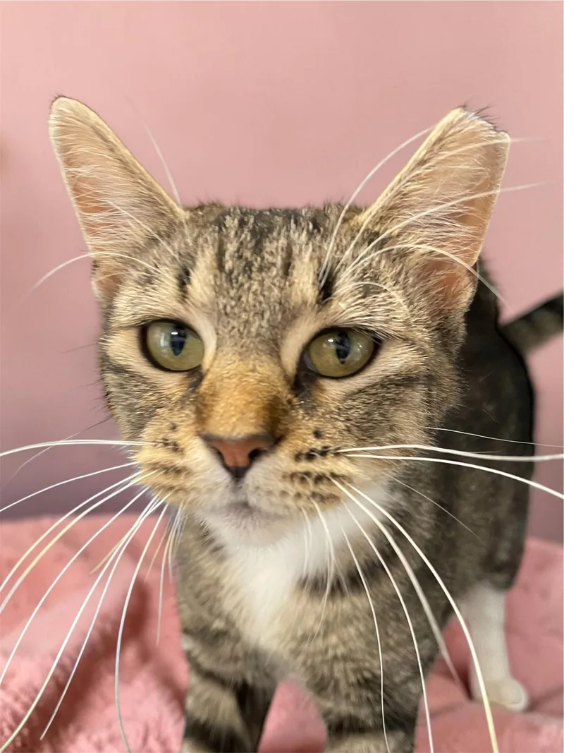 An adult medium-sized female Domestic Short Hair cat named Brandy for adoption in Champaign, IL
