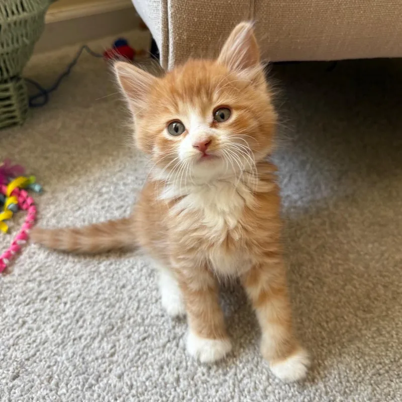A baby small-sized male Orange / Red Domestic Long Hair cat named Mr. Pibb for adoption in North Branford, CT