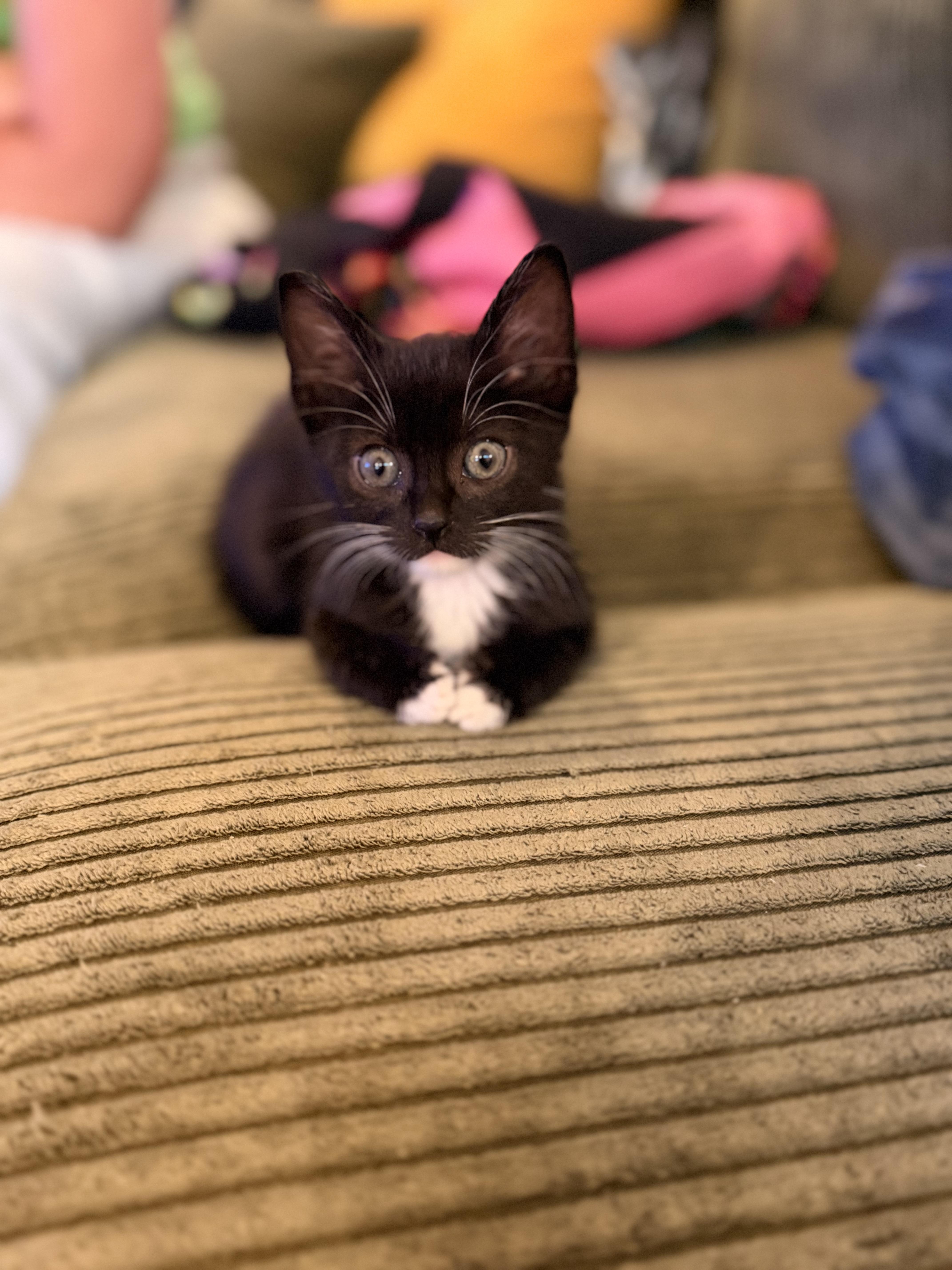 A baby medium-sized female Black Domestic Long Hair cat named Molly for adoption in Sonora, CA