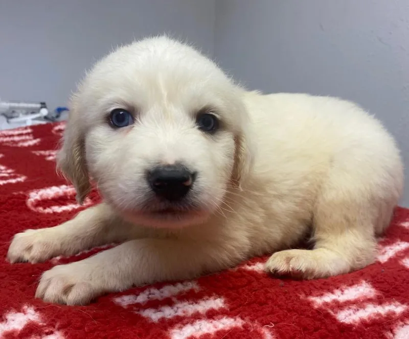 A baby small-sized male Affenpinscher dog named Drift for adoption in Lockhart, TX