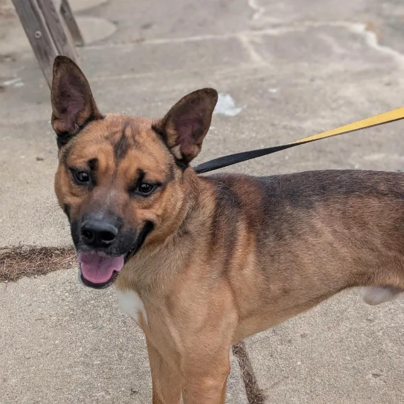 An adult medium-sized male Brown / Chocolate Shepherd dog named Byram for adoption in Novelty, OH