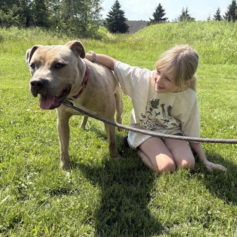 A young large-sized male Brindle American Staffordshire Terrier dog named Dwayne the Bark Johnson for adoption in Williston, VT