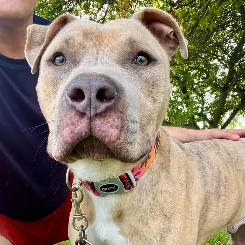 Dwayne the Bark Johnson thumbnail 3