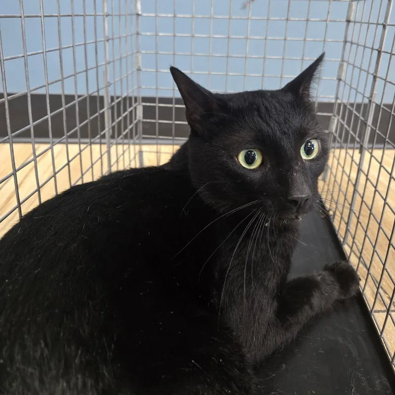 An adult medium-sized male Black Domestic Short Hair cat named Rocky for adoption in Newark, NJ